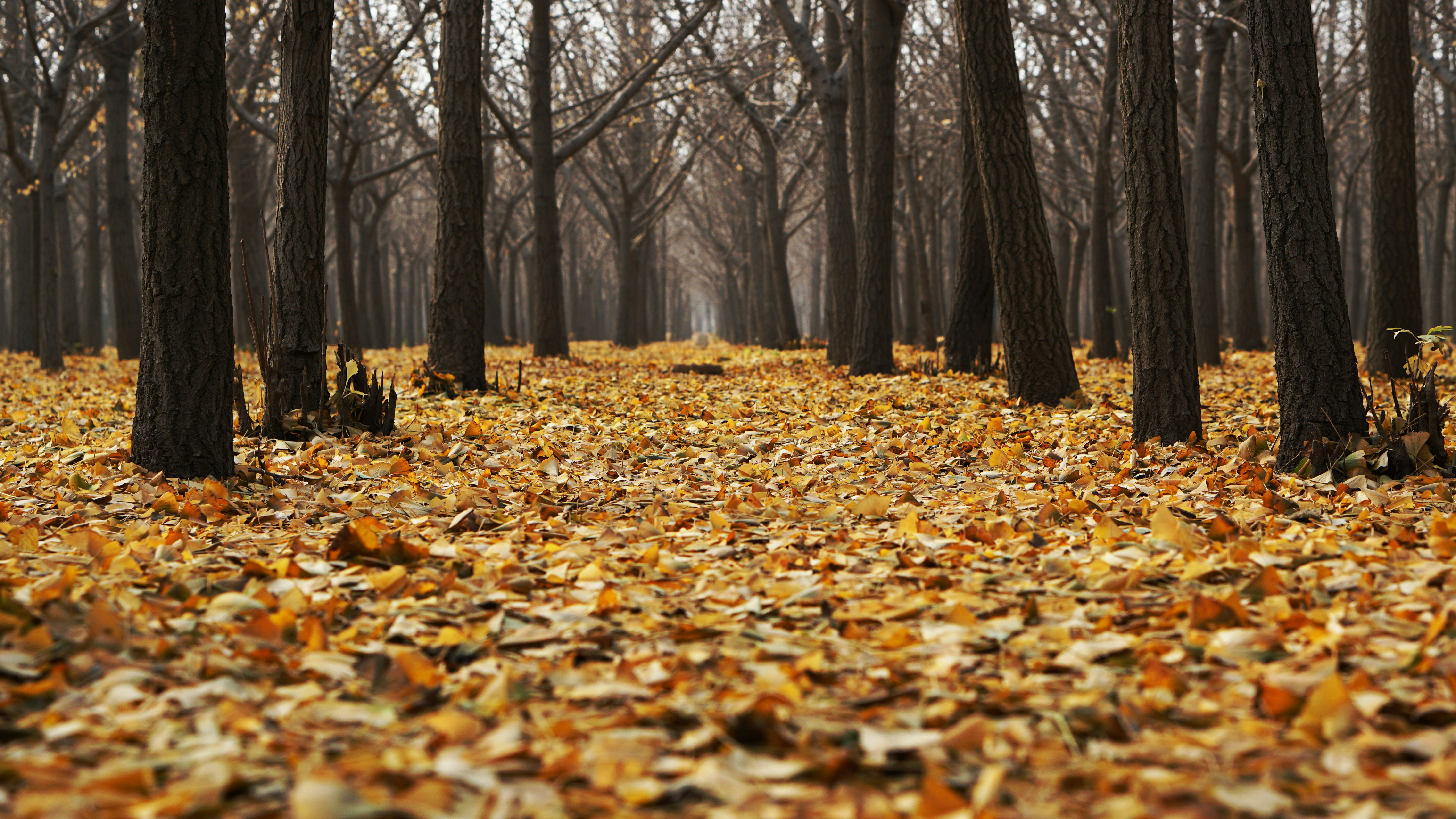 landscape of bald trees